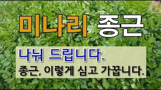 미나리 종근 나눠 드립니다. 종근은 이렇게 심고 가꿉니다. #주말농장 #미나리 가꾸기 #필레오TV 텃밭 잘 …