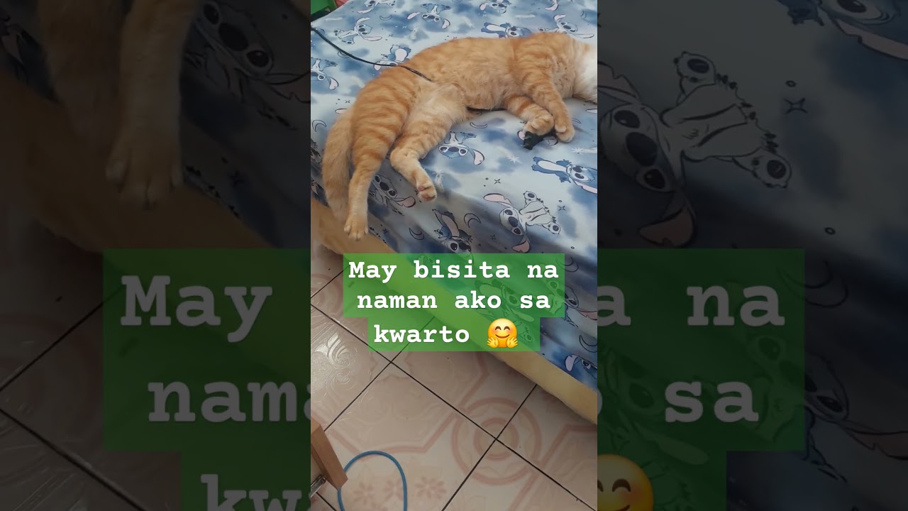 Sarap ng tulog #youtube #cat #funny #funnyanimal #fyp #foryou #viralvideo #shorts