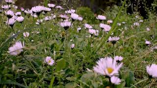 What if 'Sometime Later' by Alpha had a Spotify canvas