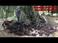 Bat Hunting Invitation From Malimping Residents Big Harvest