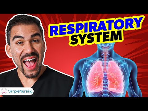 Respiratory System Anatomy for Nurses & NCLEX: Structures, Functions & Clinical Correlations