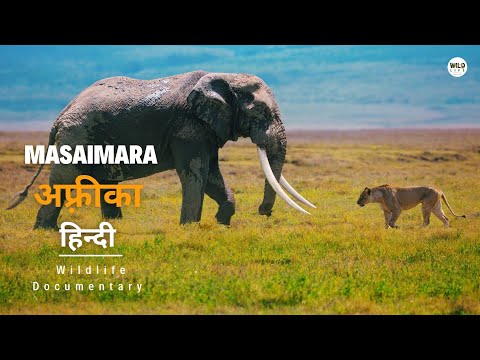 Masai Mara - हिन्दी डॉक्यूमेंट्री | African Wildlife documentary in Hindi