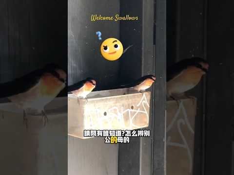 燕子 公母