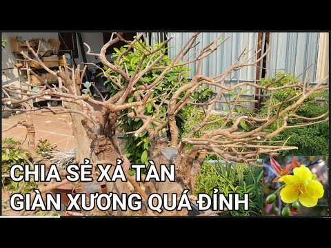 🔴 QBS22333 - 11/20/2022 LUNAR TIME: DISCHARGE PLUM TREES NOT PLAYED FOR TET | HOW TO CARE FOR NOR...