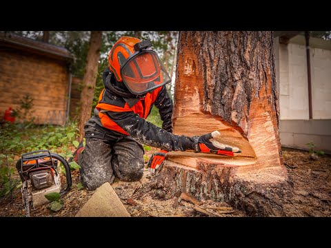 Sicher Bäume fällen: Die Sicherheitsfälltechnik Schritt für Schritt erklärt