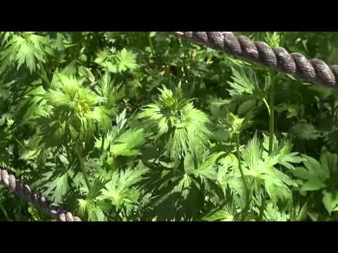 高山植物が「白い保護」を失う