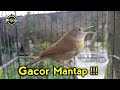 Masteran Jenggot Mini Gacor