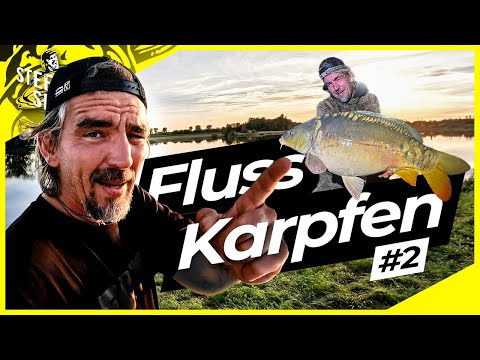 Carp on the river | The unknown mirror carp returns | Successful carp fishing