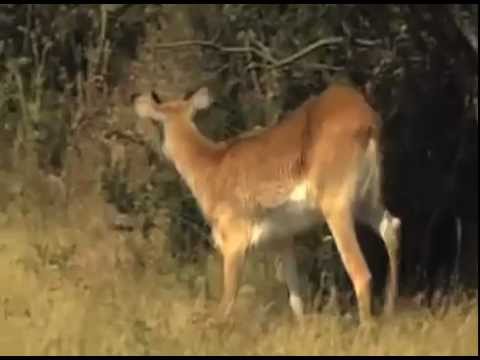 Honey Badger Narrates: The Adorable Lil' Dik-Dik