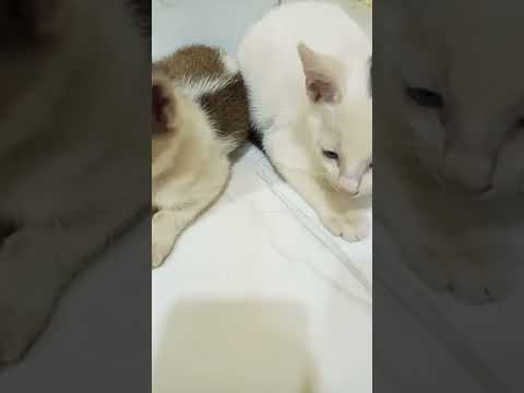 #funny #funnyclips #munir