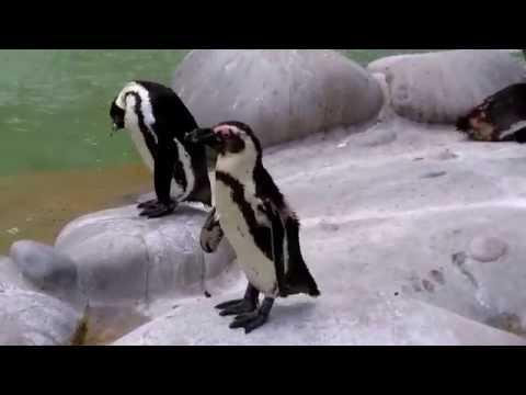 Pinguine am planschen