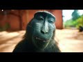 Rizz Monkey HD