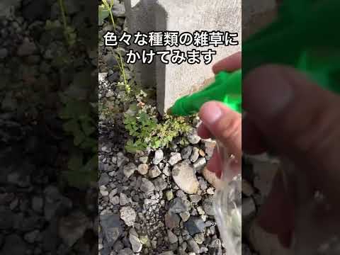 司教の雑草 植物