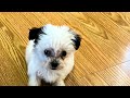 Barney October 2024 Short