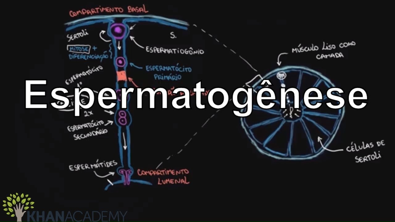 Espermatogênese | Vida e evolução | Khan Academy