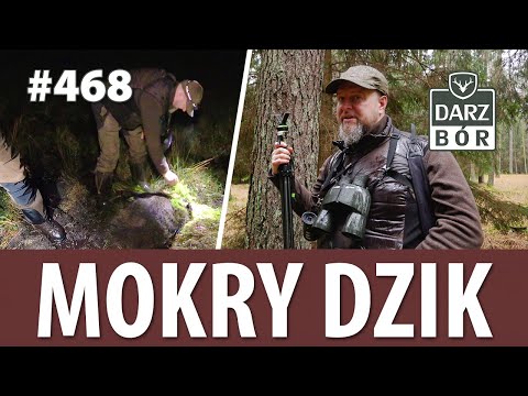 Darz Bór odc. 468 Polowanie na dziki i Jelenie. Hunting Deer and Wildboar during bad weather.