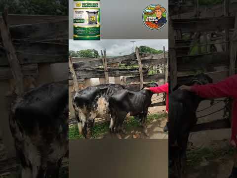 Feira de Animais de Abreu e Lima-PE com muitos bovinos Sábado:07/03/26 #gado