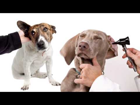 Ear Disease Prevention & Cleansing for Dogs & Cats