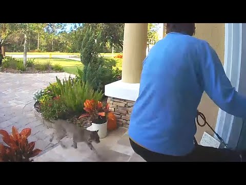 INSANE! Rabid Bobcat Attacks Woman And Her Dog!!