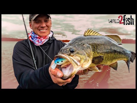 Squarebill Crankbait Basics for Bass Around Trees and Rock