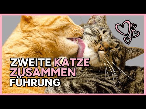 🐈‍⬛🐈 ZWEITE Katze ZUSAMMENFÜHRUNG  👉 ZWEITE Katze ZIEHT ein! ❤️️ ZWEITE KATZE? So KLAPPT'S 💪✅