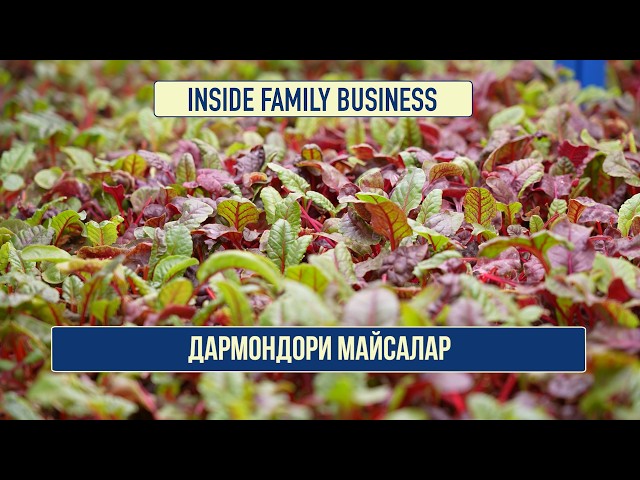 Дармондори майсалар