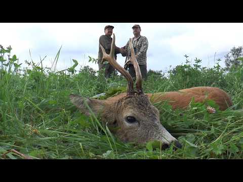 Goldmedaillenbock und faszinierende Jagdszenen aus Pommern und Masuren - Bockjagd in Polen