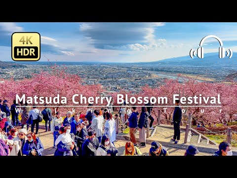 Matsuda Cherry Blossom Festival Walking Tour - Kanagawa Japan [4K/HDR/Binaural]