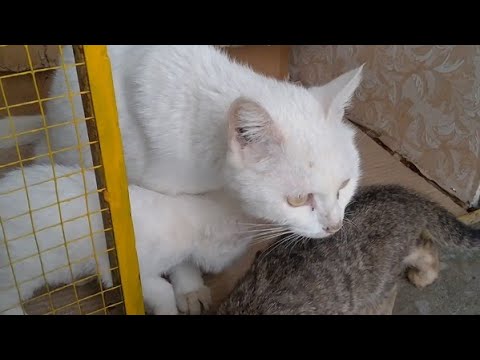 Mother Cat Feeding Her 2 Months Old Kittens Again After Weaning Them