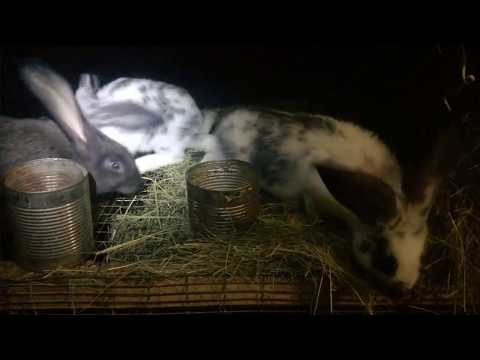 Взвесили крольчат в 2 месяца,результат помеси.