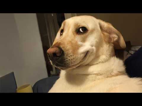 When DOGS Are Being Extra Silly 😂 Funny Dog Videos 2025