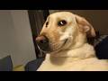 When DOGS Are Being Extra Silly Funny Dog Videos 2025