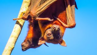 Bats are frying to death in Australian heat wave