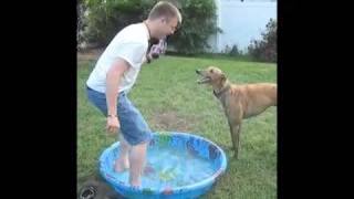 Greyhounds and a kiddie pool