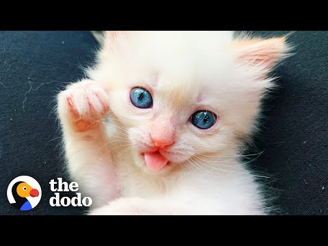 Watch This Teeny-Tiny Kitten Grow Up And Get A Tiny Kitten Sister Of Her Own | The Dodo