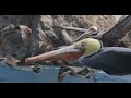 See Devil Rays Fly! Filmed by Spy Ray & Spy Pelican