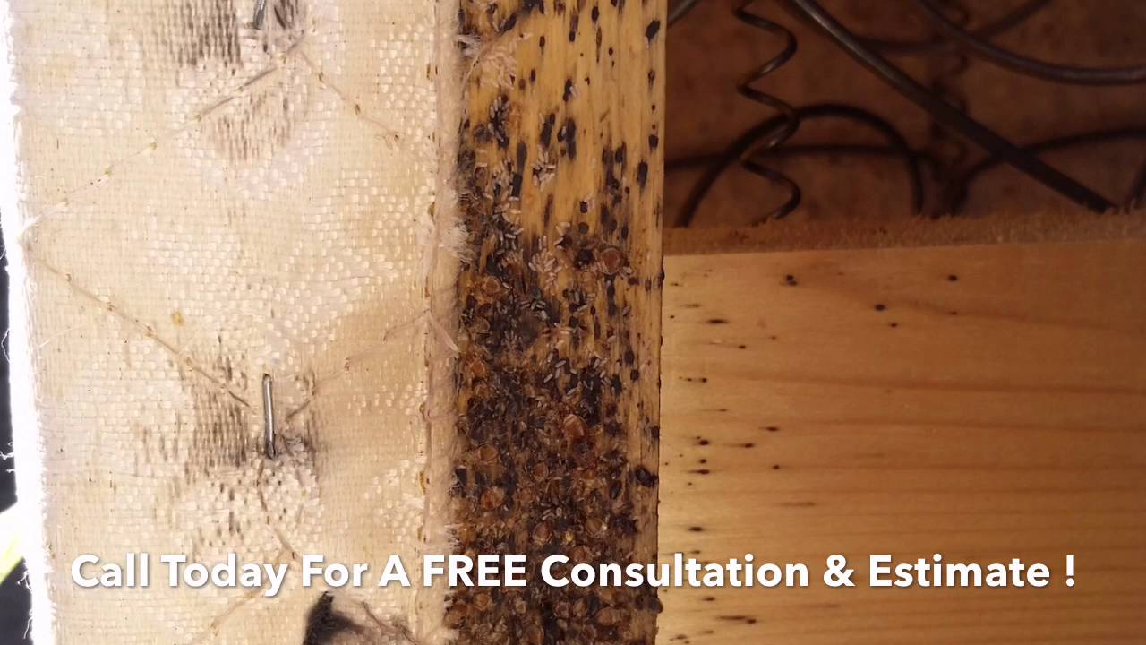 Bed Bug Treatments - Commercial Pest Management Phoenix