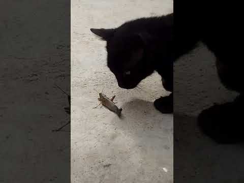 WORNING 🚨🚧 CUTE CAT 😍😍😍😍😍😍😍