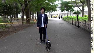 犬を手放します【ちた】