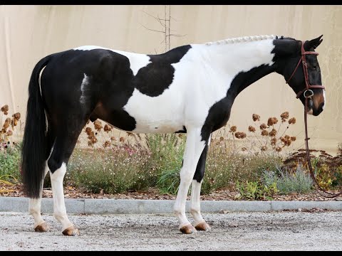 **PROSPECT HUNTER ** 6yo gelding by Carl Albert von Perm