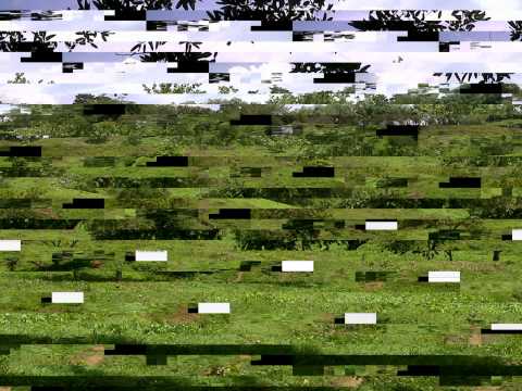 Mosaico Caribe Ardiente