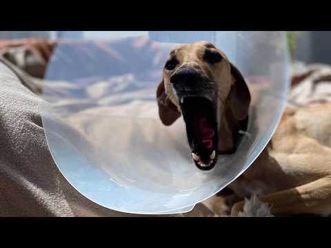 Saluki Naqiya Sustaining HIGH NOTES of her life