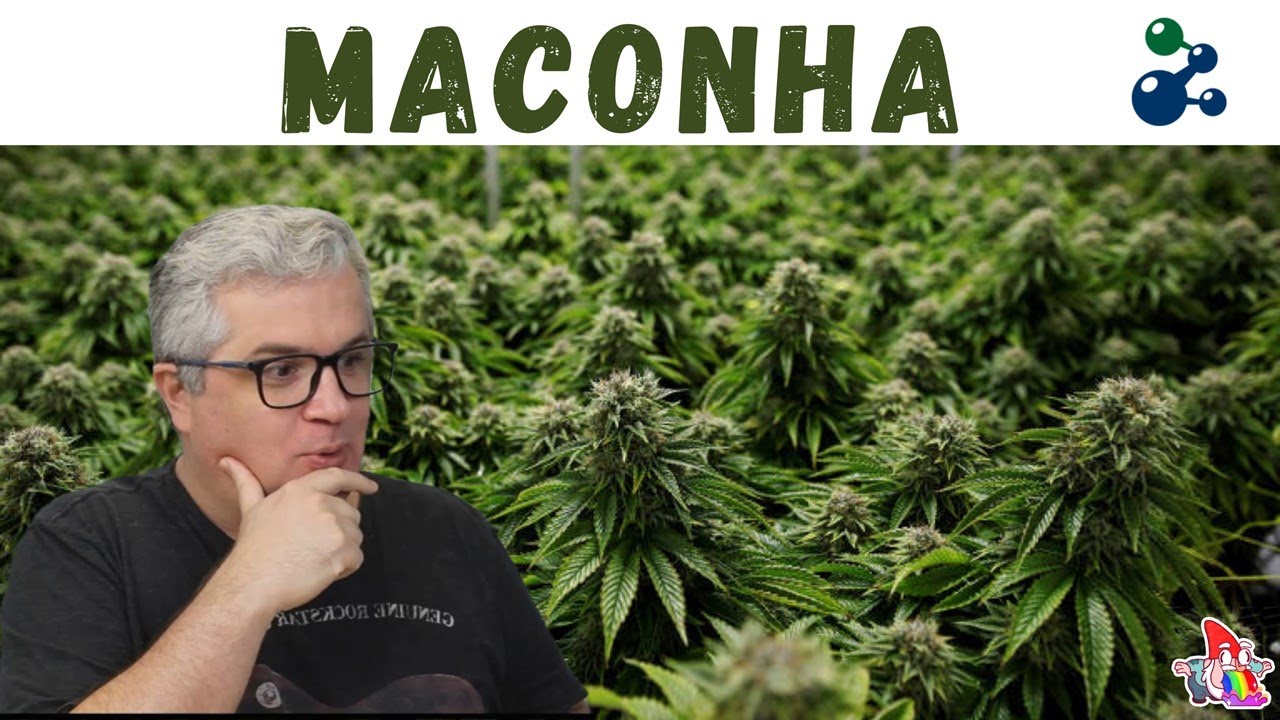Toxicologia da Maconha