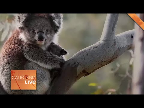 How To Make Australian Sticky Toffee Pudding (sponsored) | California Live | NBCLA