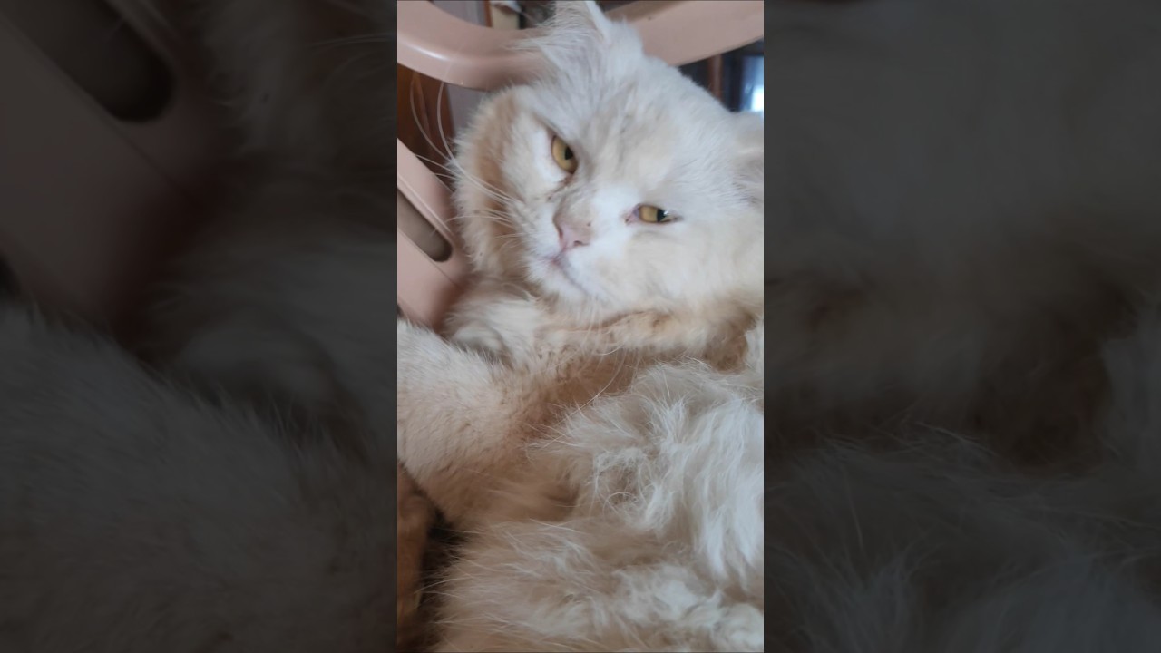 Cute cat 😍😺❤️ #cat #shorts #viralvideo #viralshorts #adoreble #cute