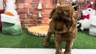 トイプードルの動画01