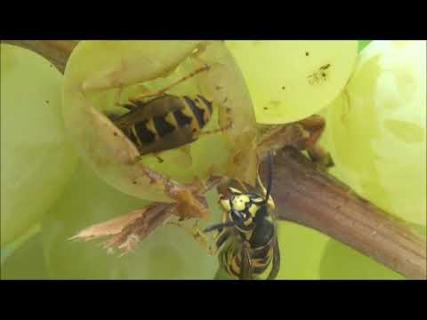 VESPAS DEVORANDO UVAS