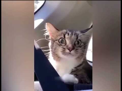 Funny Animal videos