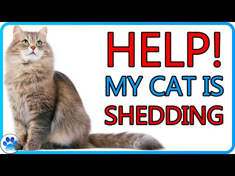 How To STOP! Shedding Fur In Cats