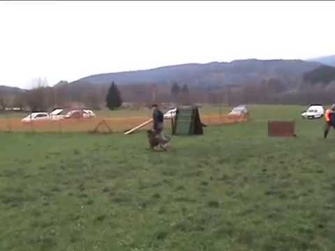 Honey Z údolí Úpy (Pike del Lupo Nero x Era vom Bonauer Wald) protection 20 months